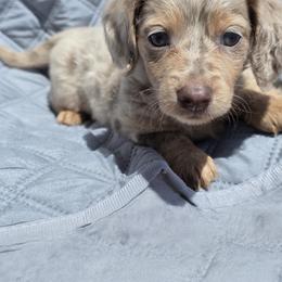 Boy 3 - female Dachshund puppy in Los Angeles, California from One Love Doxies
