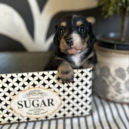 Black and cream - Black and cream female Dachshund puppy in Bryan, Ohio from Wysteria Hill Doxies