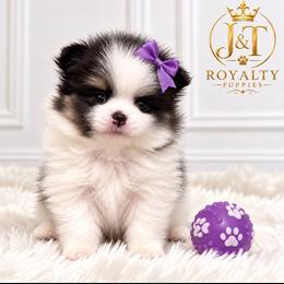 Trixie - Tri-colored female Pomeranian puppy in New Oxford, Pennsylvania from JT Royalty Puppies PA