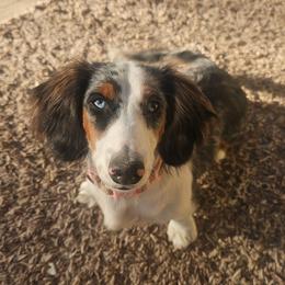 Chloe - Dachshund