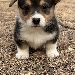 Winston - Black and tan male Pembroke Welsh Corgi puppy in Rolla, Missouri from 4A Corgis