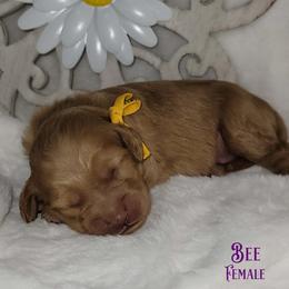 Bee - Red  female Goldendoodle puppy in Beecher, Illinois from Erica’s Doodles