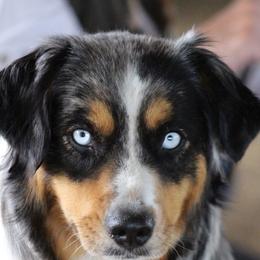 Thelma - Miniature American Shepherd