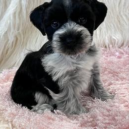 Houlihan - Black female Miniature Schnauzer puppy in San Augustine, Texas from My Little Schnauzer Pals
