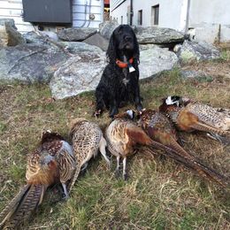 English Cocker Spaniel All Grown Up from Woodwyn Farm