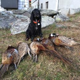 English Cocker Spaniel All Grown Up from Woodwyn Farm