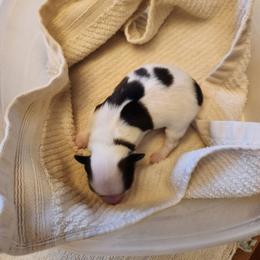 Boy 3 - White and black male Papillon puppy in Bon Aqua, Tennessee from Rene's Papillon