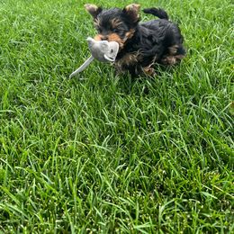 Yorkshire Terrier Puppies from Yorkie Puppies Redwood Ranch