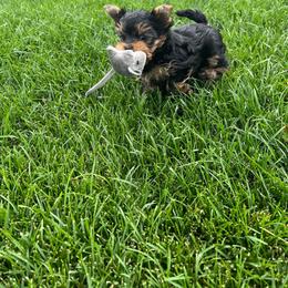 Yorkshire Terrier Puppies from Yorkie Puppies Redwood Ranch