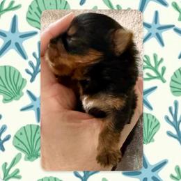 Dash - Black and tan male Yorkshire Terrier puppy in Annandale, Virginia from Artisan Yorkies LLC