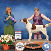 Eric - Irish Red and White Setter