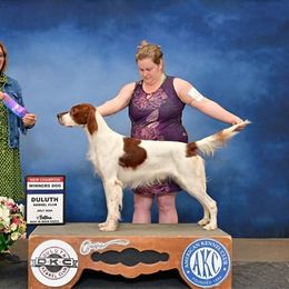 Eric - Irish Red and White Setter