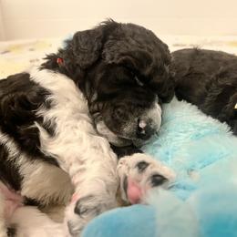 Poodle Puppies from Apricity Poodles