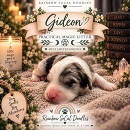 Gideon - Blue merle male Sheepadoodle puppy in Moreno Valley, California from Rainbow SoCal Doodles