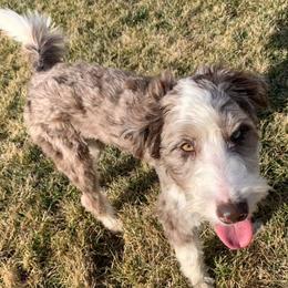 Bordoodles from Morning Walk Farm Kennels