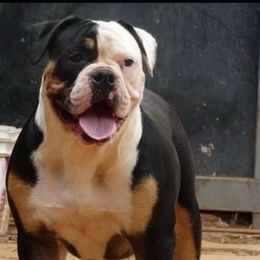 Havana - Black tri-color Bulldog puppy in Washington from Sun City Campeiro Bulldogs