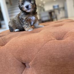 Goldendoodle Puppies from Lady Paws Puppies