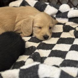 Dachshund Puppies from Diddle Bros Dachshunds
