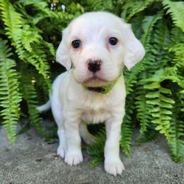 Girl 2 Green - White female Llewellin Setter puppy in North Dinwiddie, Virginia from Pups Furever