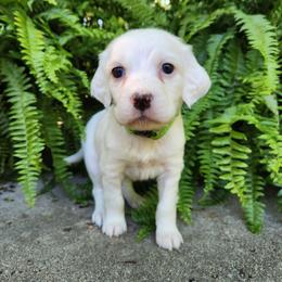 Girl 2 Green - White female Llewellin Setter puppy in North Dinwiddie, Virginia from Pups Furever