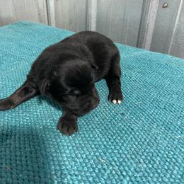 Sooty - Black & white male Australian Shepherd puppy in Whitwell, Tennessee from Owl Hollow Farm