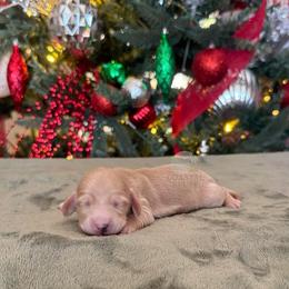 Girl 3 - female Dachshund puppy in Woodbine, Georgia from Coastal Bluff Pups