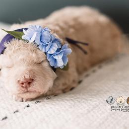 Bernedoodle and Goldendoodle Puppies from Hommel’s Mini Darling Doodles