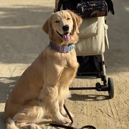 Dachshund and Golden Retriever All Grown Up from Grove Haven Canines