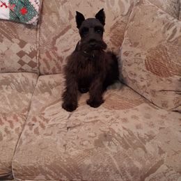 Bandit - Miniature Schnauzer