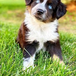 Miniature Australian Shepherd Puppies from C&J Miniature Aussies