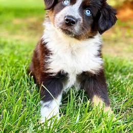 Miniature Australian Shepherd Puppies from C&J Miniature Aussies