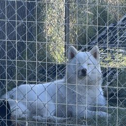 Akira - Siberian Husky