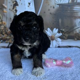 Velma - Phantom female Poodle puppy in Corbin, Kentucky from Lightning K Kanine’s