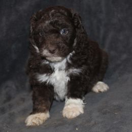 Punkin - Red tri-color male Aussiedoodle puppy in Loretto, Tennessee from K Kountry Farm
