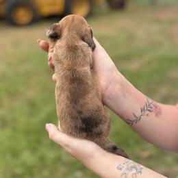 Lizzy - Dapple female Dachshund puppy in West Cleo, Oklahoma from 4L Doxies