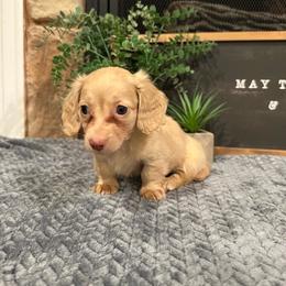 Honey - Cream female Dachshund puppy in Stilwell, Oklahoma from B & K Dachshunds
