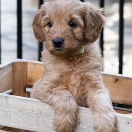 Australian Labradoodle Puppies from Providence Labradoodles