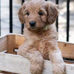 Australian Labradoodle Puppies from Providence Labradoodles