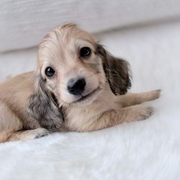 Levi 4th pictured in group - Cream male Dachshund puppy in Richmond, Virginia from Irresistible Dachshunds & Cavaliers
