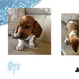 Boy 1 - Piebald male Dachshund puppy in Plato, Missouri from David & Stacey's Dachshunds