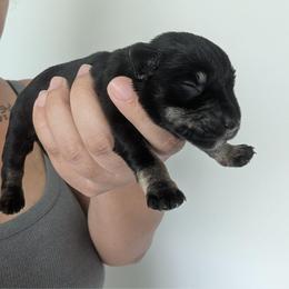 Light Blue - Black and silver female Miniature Schnauzer puppy in Thomasville, North Carolina from J&J's Future Horizons Kennel