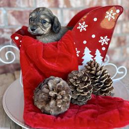 Boy 2 - Cream male Dachshund puppy in Deming, New Mexico from FoxieDoxies of New Mexico