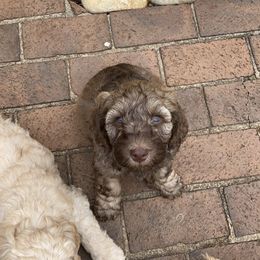 Australian Labradoodle Puppies from High Mist Mountain Australian Labradoodles