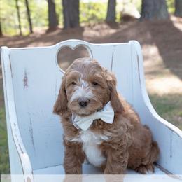 Gregory - white collar - Red male Bernedoodle puppy in Lexington, North Carolina from Deborah’s Doodles