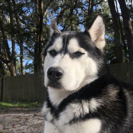 Xena  - Siberian Husky