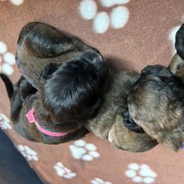 Bernedoodle Puppies from Wimbledon Bernedoodles