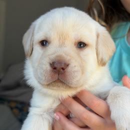 Lime Green Collar - Yellow male Labrador Retriever puppy in Archer Lodge, North Carolina from Archer Lodge Labradors