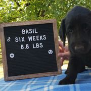 Basil - Black Flat-Coated Retriever puppy in Stillwater, Minnesota from Whirlwind Flat-Coated Retrievers