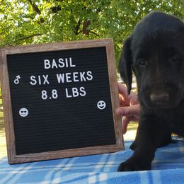 Basil - Black Flat-Coated Retriever puppy in Stillwater, Minnesota from Whirlwind Flat-Coated Retrievers