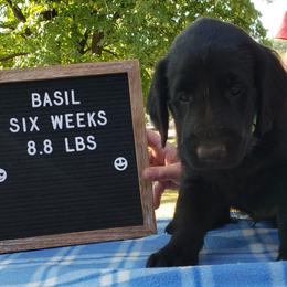 Basil - Black Flat-Coated Retriever puppy in Stillwater, Minnesota from Whirlwind Flat-Coated Retrievers